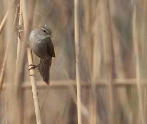 Cetti’s Warbler, 宽尾树莺, Cettia cetti-gallery-