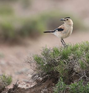 Henderson’s Ground Jay, 黑尾地鸦, Podoces hendersoni-gallery-