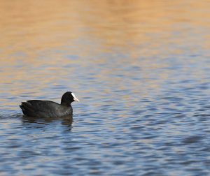 Eurasian Coot, 骨顶鸡, Fulica atra-gallery-