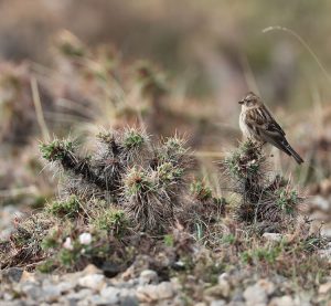 Plain Mountain Finch, 林岭雀, Leucosticte nemoricola-gallery-