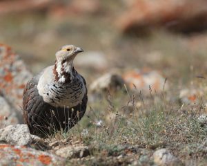 Himalayan Snowcock, 暗腹雪鸡, Tetraogallus himalayensis-gallery-