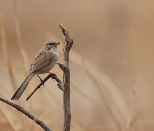 Tarim Babbler, 西域山鹛, Rhopophilus albosuperciliaris-gallery-