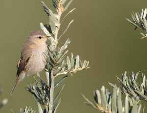 Mountain Chiffchaff, 东方叽喳柳莺, Phylloscopus sindianus-gallery-