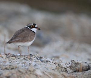 Little Ringed Plover, 金眶鸻, Charadrius dubius-gallery-