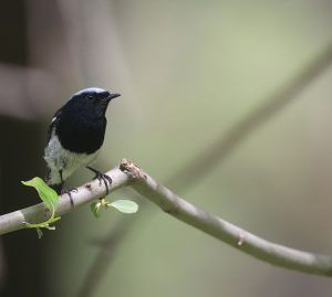 Blue-capped Redstart, 蓝头红尾鸲, Phoenicurus coeruleocephala-gallery-