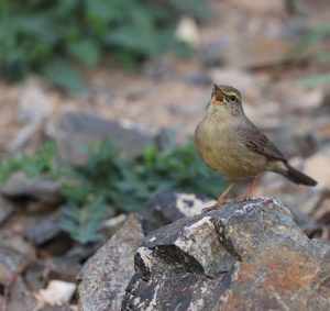 Sulphur-bellied Warbler, 灰柳莺, Phylloscopus griseolus-gallery-