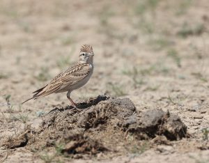 Greater Short-toed Lark, 大短趾百灵, Calandrella brachydactyla-gallery-