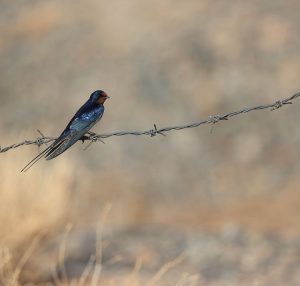 Barn Swallow, 家燕, Hirundo rustica-gallery-