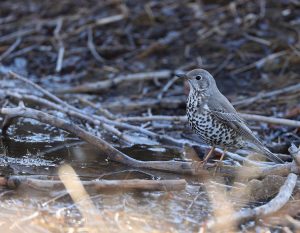 Mistle Thrush, 槲鸫, Turdus viscivorus-gallery-