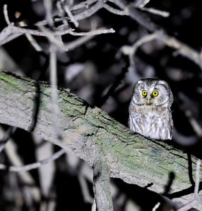 Boreal Owl, 鬼鸮, Aegolius funereus-gallery-