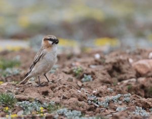 Rufous-necked Snowfinch, 棕颈雪雀, Pyrgilauda ruficollis-gallery-