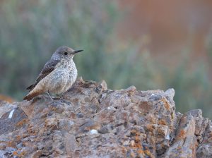 Common Rock Thrush, 白背矶鸫, Monticola saxatilis-gallery-