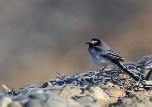 White Wagtail, 白鹡鸰, Motacilla alba-gallery-