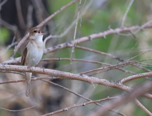 Common Nightingale, 新疆歌鸲, Luscinia megarhynchos-gallery-