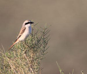 Red-tailed Shrike, 棕尾伯劳, Lanius phoenicuroides-gallery-