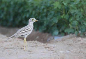 Eurasian Stone Curlew, 欧石鸻, Burhinus oedicnemus-gallery-