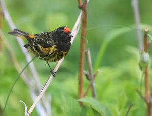 Red-fronted Serin, 金额丝雀, Serinus pusillus-gallery-