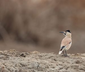 Biddulph’s Ground Jay, 白尾地鸦, Podoces biddulphi-gallery-