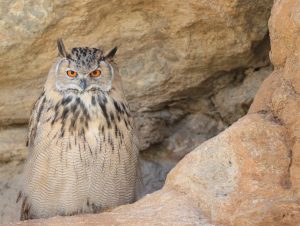 Eurasian Eagle-owl, 雕鸮, Bubo bubo-gallery-