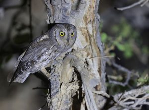 Eurasian Scops Owl, 西红角鸮, Otus scops-gallery-