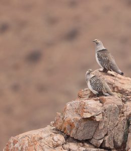 Altai Snowcock, 阿尔泰雪鸡, Tetraogallus altaicus-gallery-