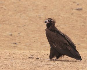 Cinereous Vulture, 秃鹫, Aegypius monachus-gallery-