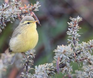 Tickell’s Leaf Warbler, 黄腹柳莺, Phylloscopus affinis-gallery-