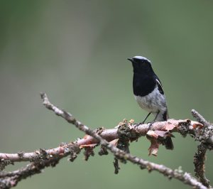 Blue-capped Redstart, 蓝头红尾鸲, Phoenicurus coeruleocephala-gallery-