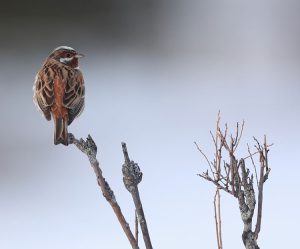 Pine Bunting, 白头鹀, Emberiza leucocephalos-gallery-