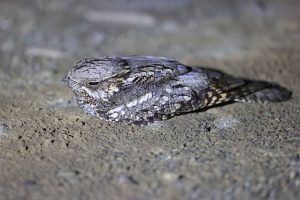 European Nightjar, 欧夜鹰, Caprimulgus europaeus-gallery-