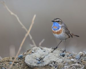 Bluethroat, 蓝喉歌鸲, Luscinia svecica-gallery-