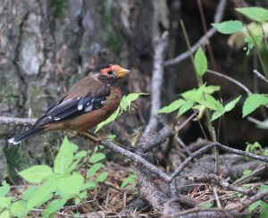 Spectacled Finch, 红眉金翅雀, Callacanthis burtoni-gallery-