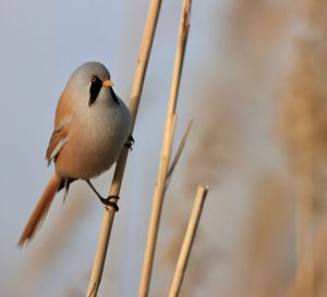 Bearded Reedling, 文须雀, Panurus biarmicus-gallery-