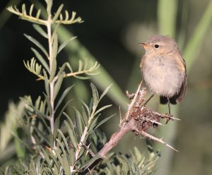 Mountain Chiffchaff, 东方叽喳柳莺, Phylloscopus sindianus-gallery-