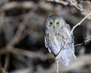 Pallid Scops Owl, 纵纹角鸮, Otus brucei-gallery-