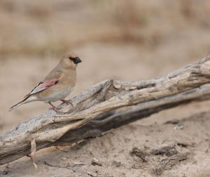 Desert Finch, 巨嘴沙雀, Rhodospiza obsoleta-gallery-