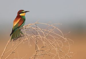 European Bee-eater, 黄喉蜂虎, Merops apiaster-gallery-