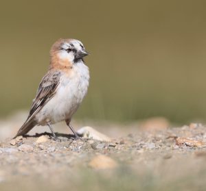 Blanford’s Snowfinch, 棕背雪雀, Pyrgilauda blanfordi-gallery-