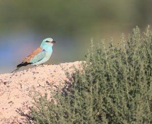 European Roller, 蓝胸佛法僧, Coracias garrulus-gallery-