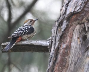 Brown-fronted Woodpecker, 褐额啄木鸟, Dendrocoptes auriceps-gallery-