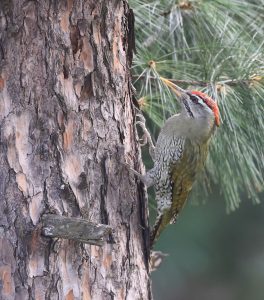 Scaly-bellied Woodpecker, 鳞腹绿啄木鸟, Picus squamatus-gallery-