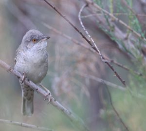 Barred Warbler, 横斑林莺, Sylvia nisoria-gallery-