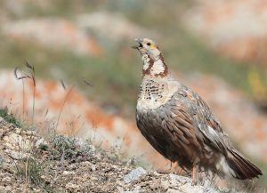 Himalayan Snowcock, 暗腹雪鸡, Tetraogallus himalayensis-gallery-