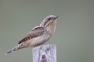 Eurasian Wryneck, 蚁䴕, Jynx torquilla-gallery-