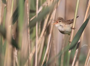 Eurasian Reed Warbler, 芦苇莺, Acrocephalus scirpaceus-gallery-