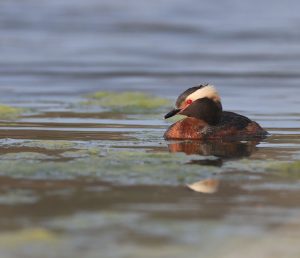 Horned Grebe, 角䴙䴘, Podiceps auritus-gallery-