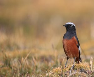 Guldenstat’s Redstart, 红腹红尾鸲, Phoenicurus erythrogastrus-gallery-