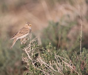 Asian Short-toed Lark, 亚洲短趾百灵, Alaudala cheleensis-gallery-