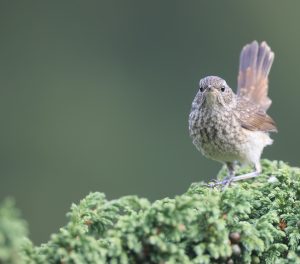 Himalayan Rubythroat, 黑胸歌鸲, Calliope pectoralis-gallery-