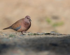 Laughing Dove, 棕斑鸠, Spilopelia senegalensis-gallery-